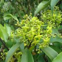 Euonymus myrianthus fleur P2B P2D (2)